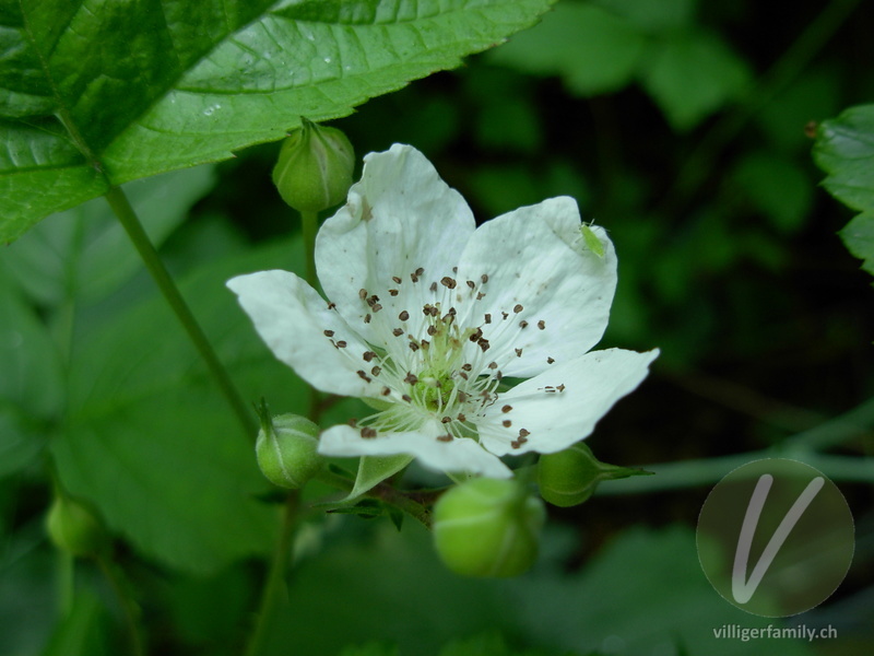 Blaue Brombeere: Übersicht